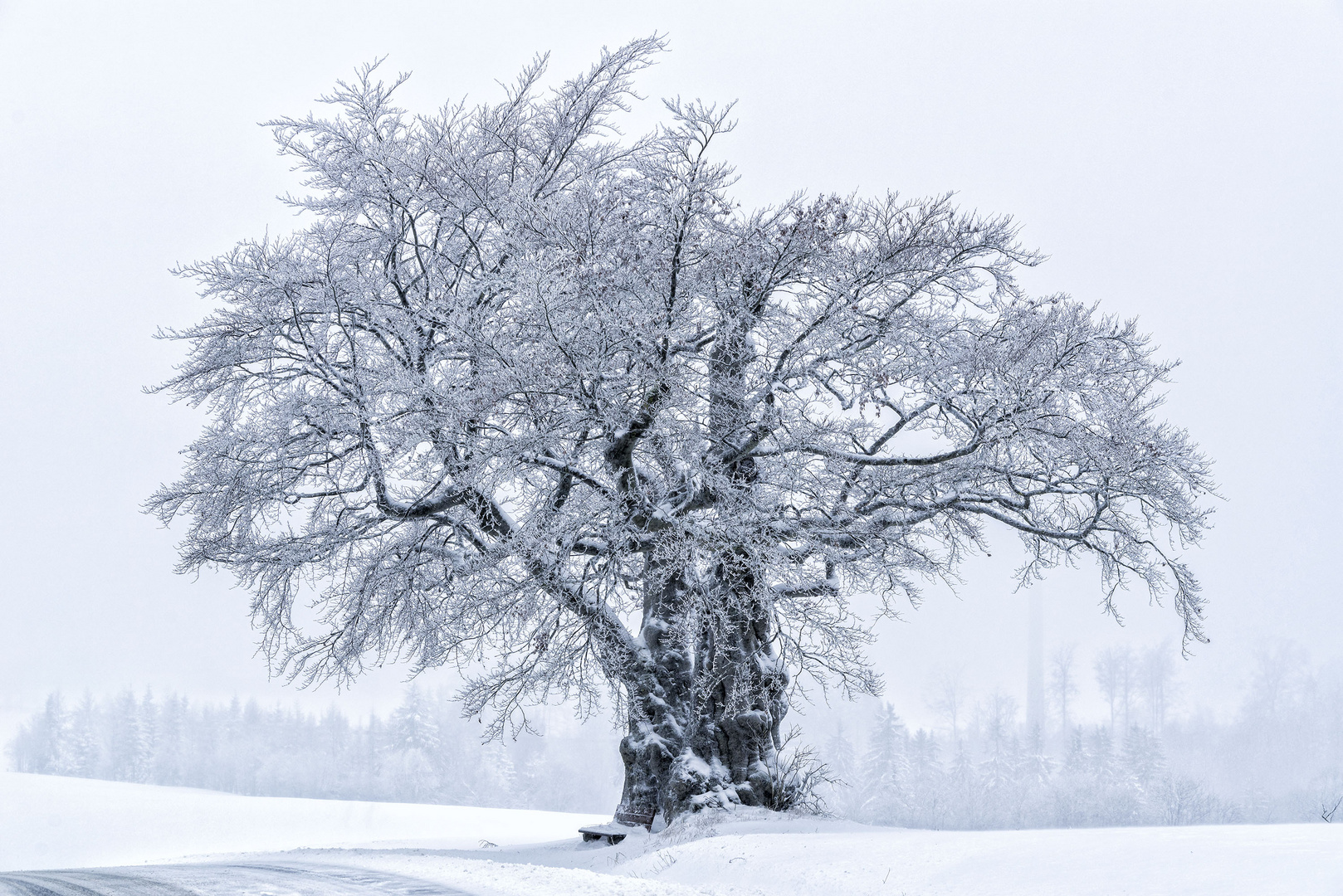 Die Kalte Staude im Winter