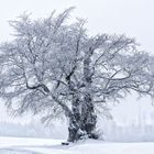 Die Kalte Staude im Winter