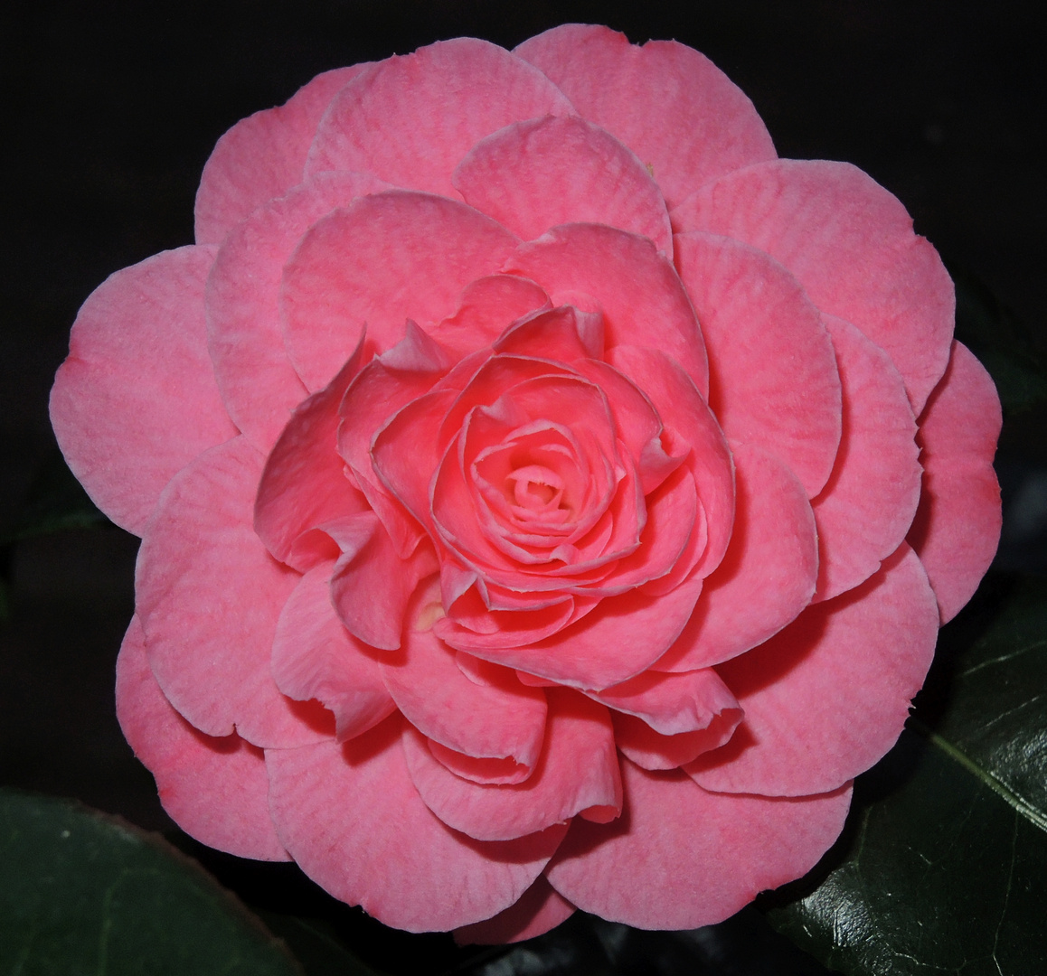 Die Kamelie blüht Foto & Bild pflanzen, pilze & flechten, blüten