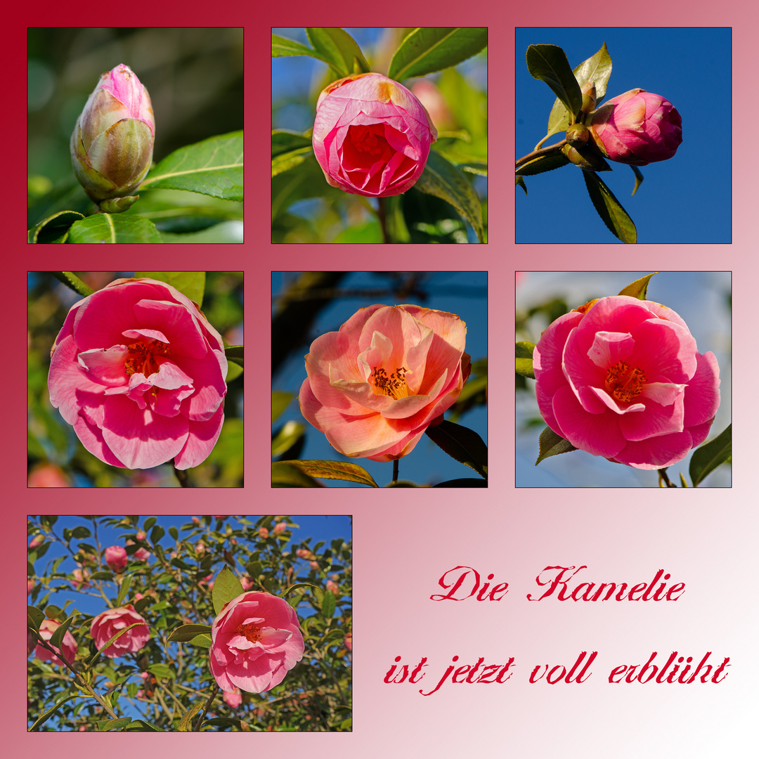 Die Kamelie (Camellia) . . .