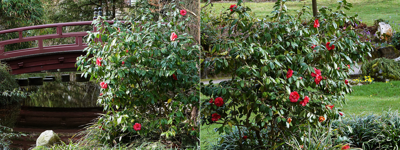 die Kamelien blühen auch schön Foto & Bild natur, blüten, sträucher