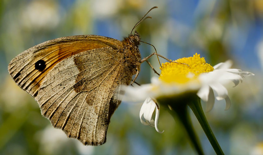 Die Kamille & der Schmetterling