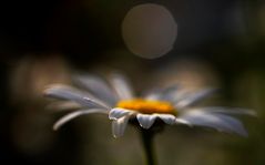 Die Kamille in meinem Garten.