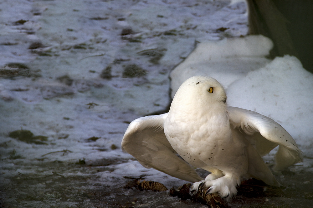 Die kampflustige Schneeeule...