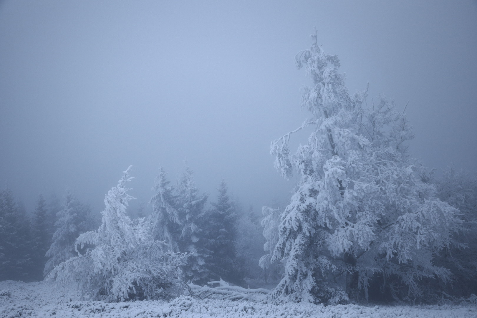 Die Kampfzone der Frost-Tannen