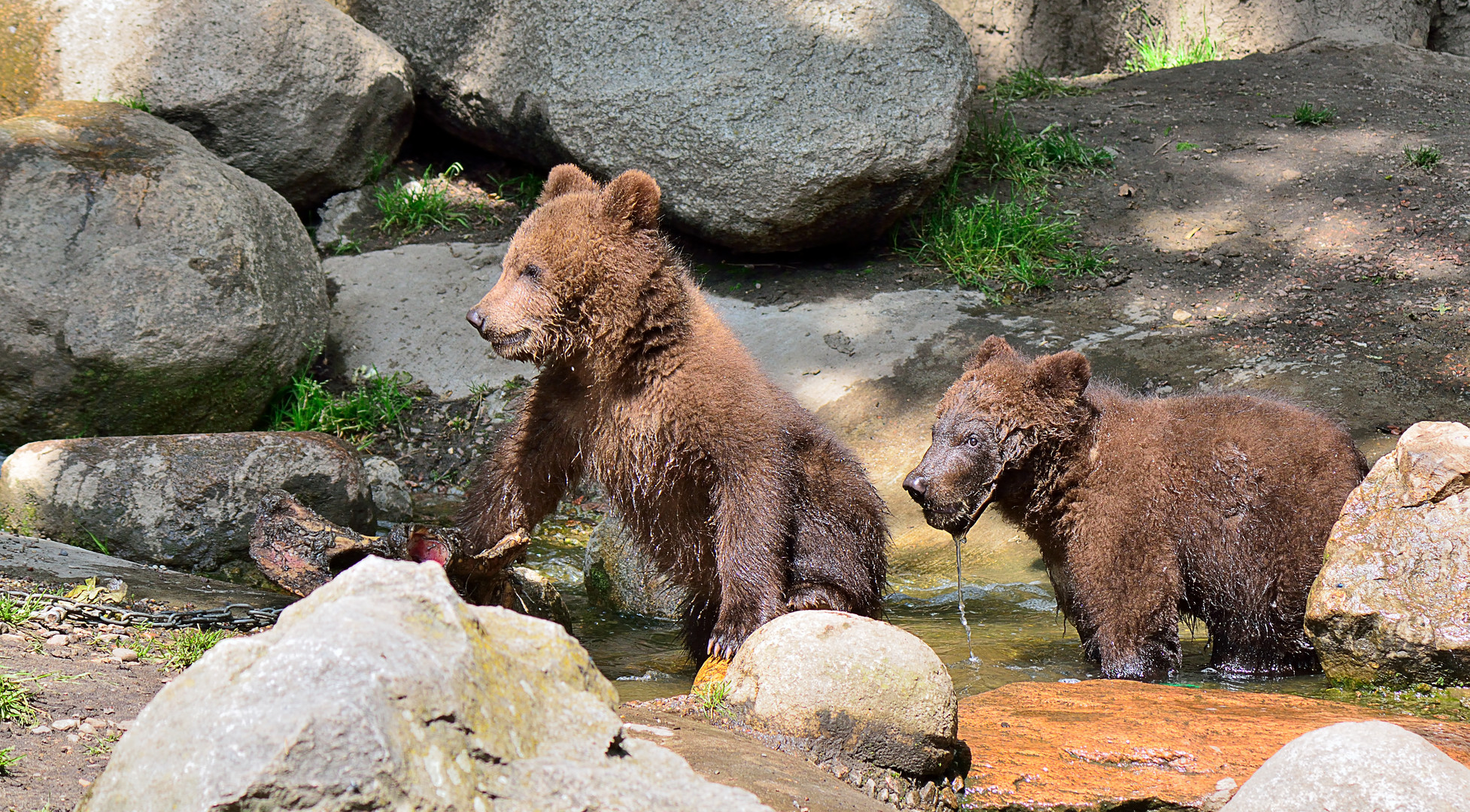 Die Kamtschatka-Bärenkinder im Zoo Hegenbeck 2014