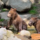 Die Kamtschatka-Bärenkinder im Zoo Hegenbeck 2014