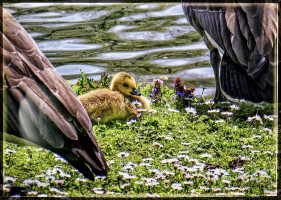 DIE KANADAGÄNSE....