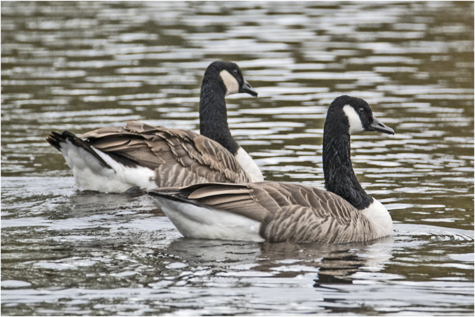 Die Kanadagänse (Branta canadensis) gelten als . . .