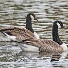 Die Kanadagänse (Branta canadensis) gelten als . . .