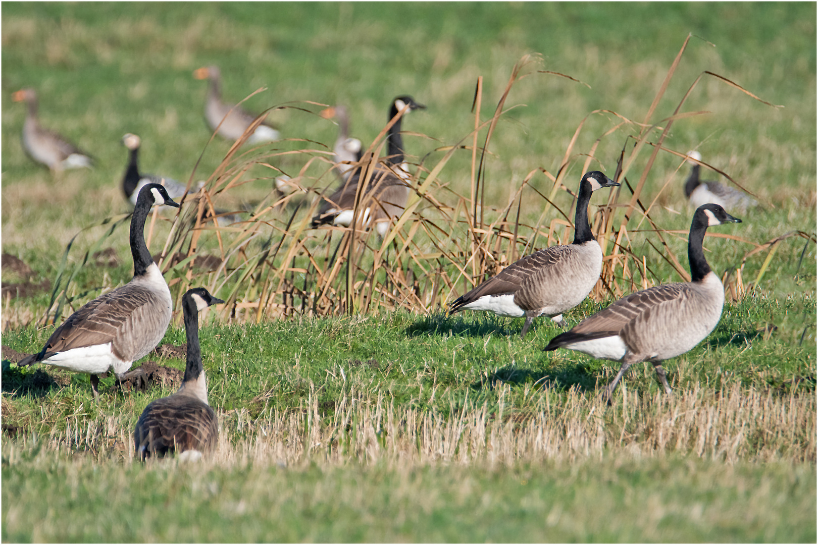 Die Kanadagänse (Branta canadensis) sind in großen Schwärmen . . .