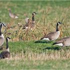 Die Kanadagänse (Branta canadensis) sind in großen Schwärmen . . .