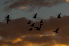 Die Kanadagänse im Anflug