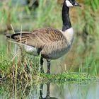 Die Kanadagänse sichern nach allen Seite. Bloss nicht vom Schwan überrascht werden.