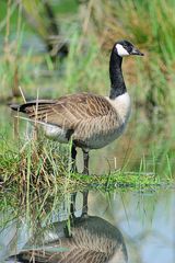 Die Kanadagänse sichern nach allen Seite. Bloss nicht vom Schwan überrascht werden.