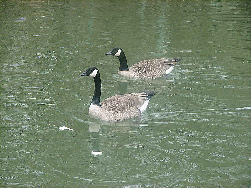 die kanadagänse sind zurück 30.3.2009