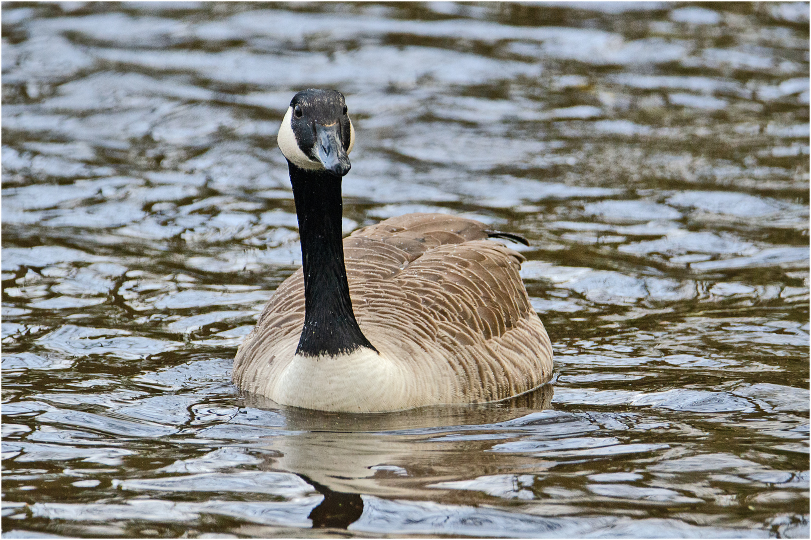 Die Kanadagans (Branta canadensis) . . .