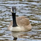 Die Kanadagans (Branta canadensis) . . .