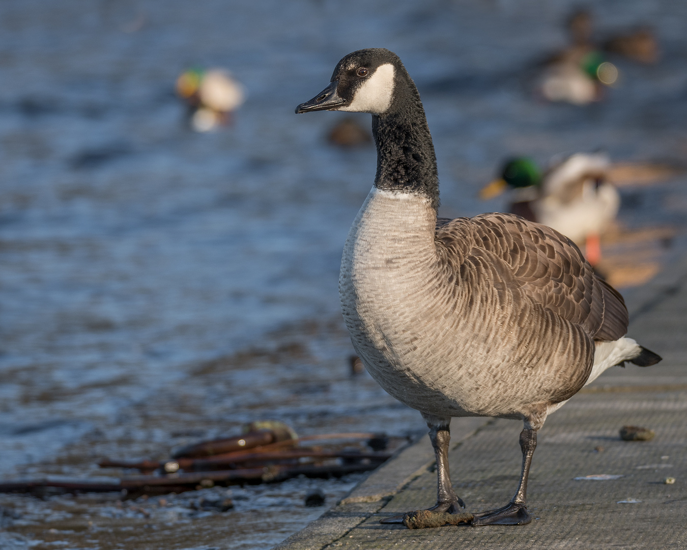 Die Kanadagans (Branta canadensis)