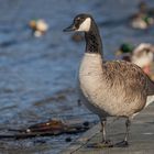 Die Kanadagans (Branta canadensis)