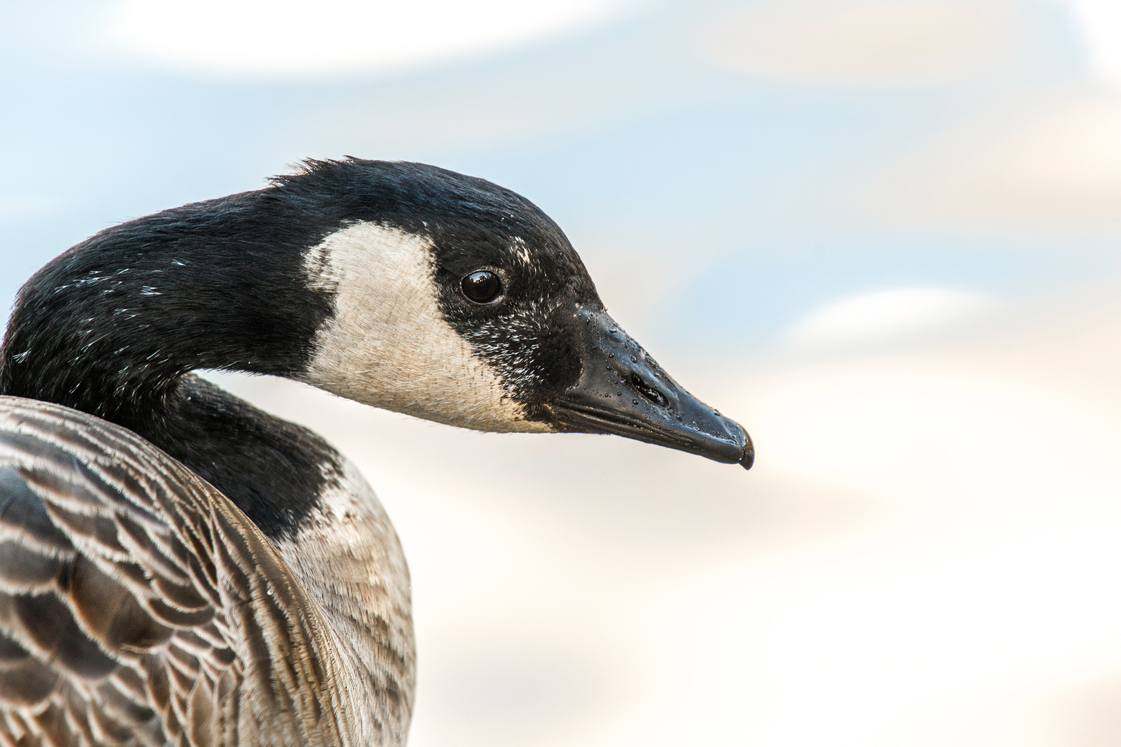 Die Kanadagans (Branta canadensis)