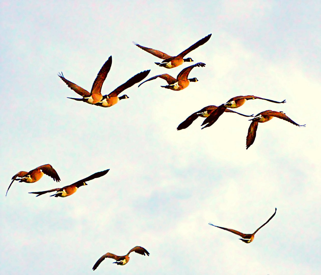 Die Kanadagans ( Branta canadensis ) ( Branta canadensis )