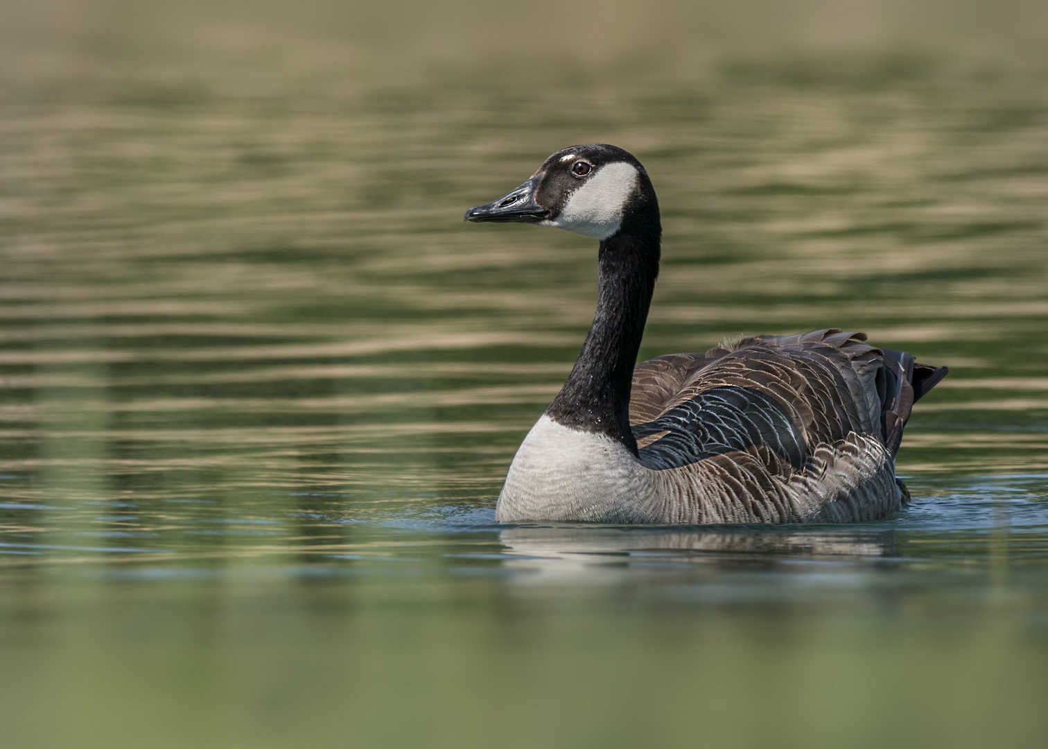 Die Kanadagans (Branta canadensis) 