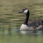 Die Kanadagans (Branta canadensis) 