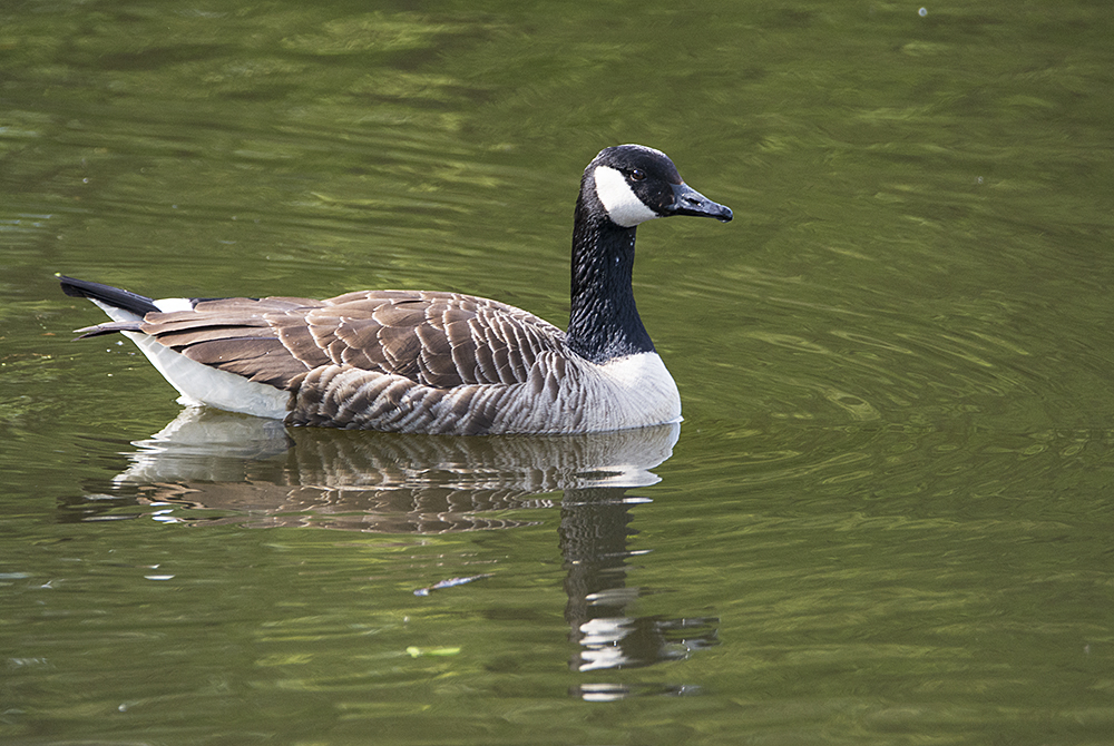 Die Kanadagans  (Branta canadensis) ist die weltweit . . .