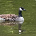 Die Kanadagans  (Branta canadensis) ist die weltweit . . .