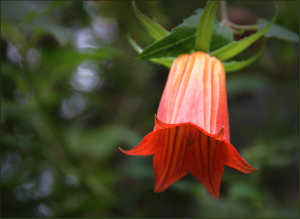 Die Kanaren-Glockenblume (Canarina canariensis) ...