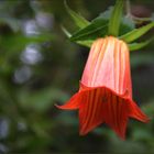 Die Kanaren-Glockenblume (Canarina canariensis) ...