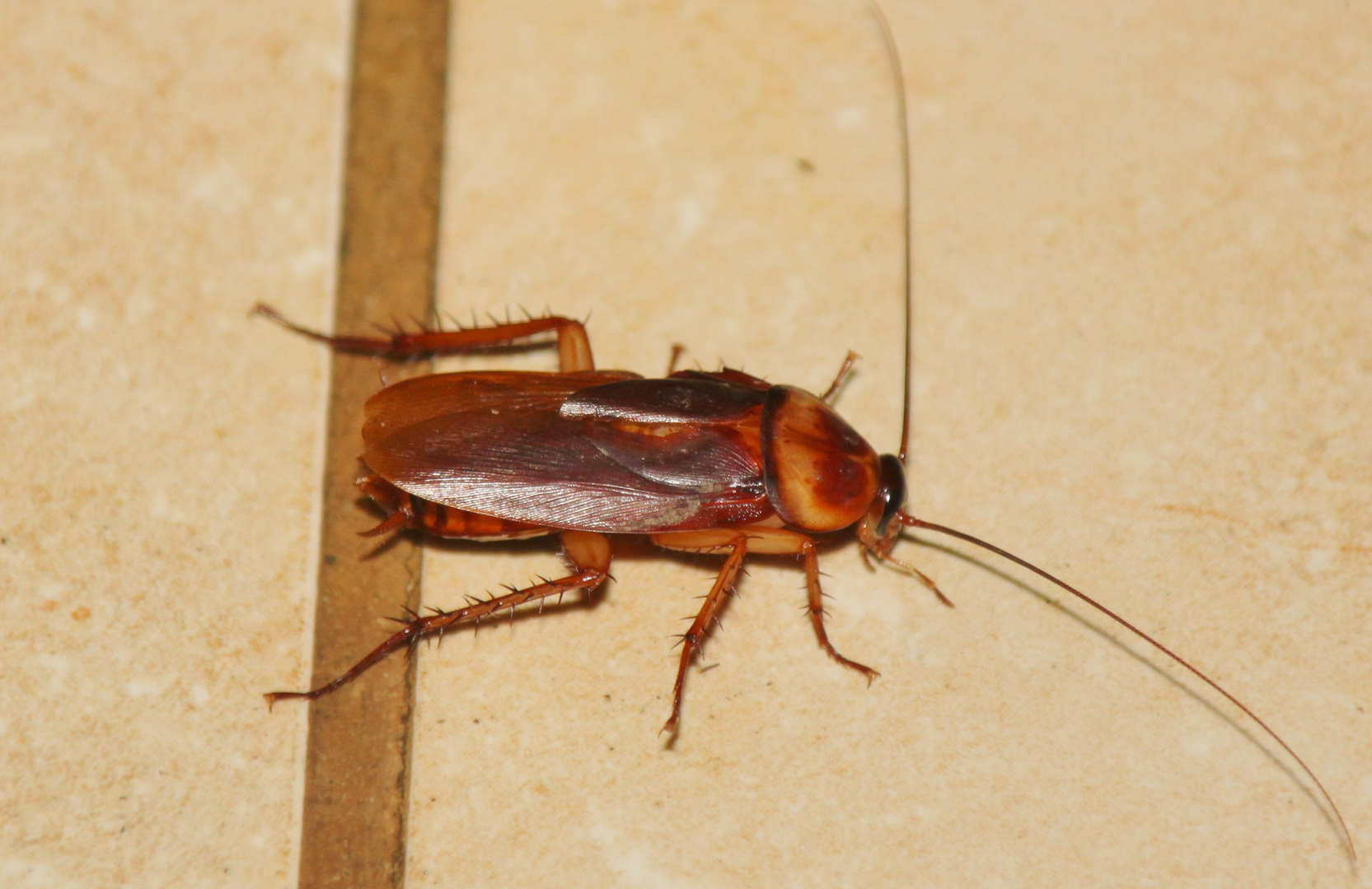 Die kanarische Kakerlake,La Cucaracha Foto & Bild tiere, wildlife