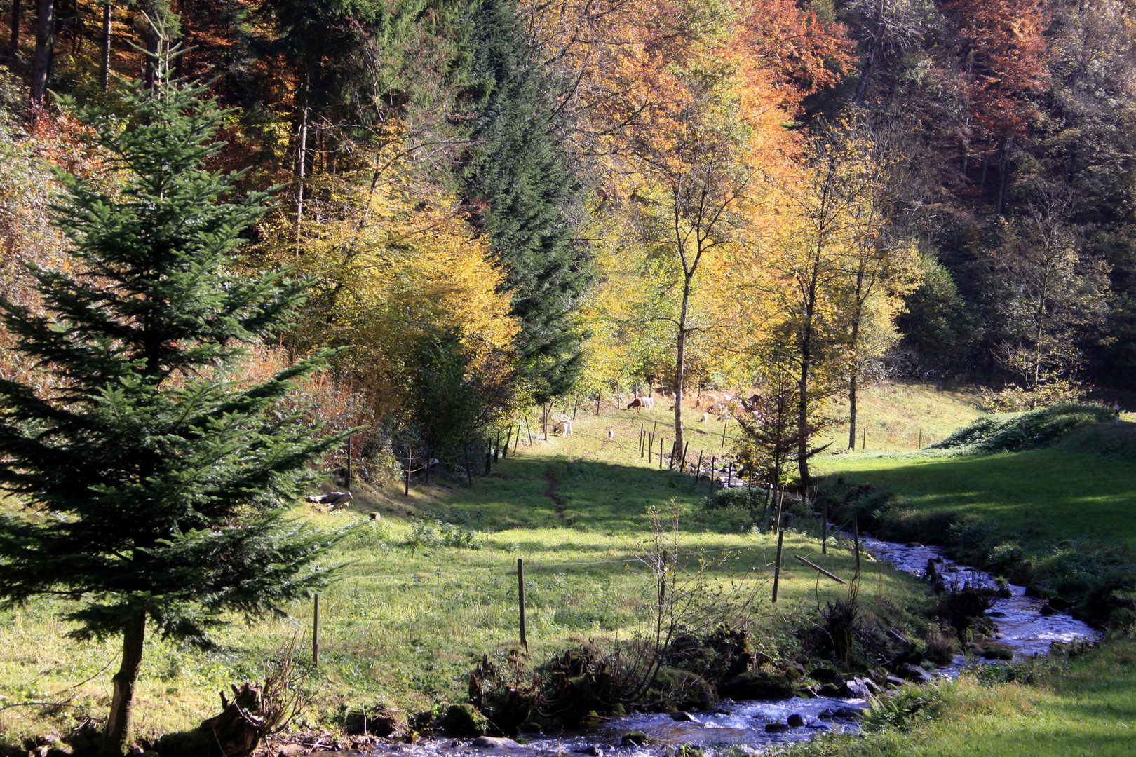 Die Kander im Kandertal zwischen Malsburg und Marzell