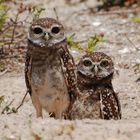 Die Kanincheneule - Burrowing Owl (Athene cunicularia)...