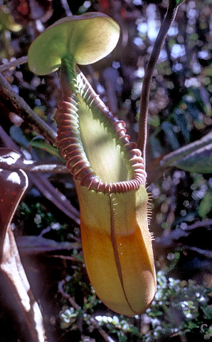 Die Kannenpflanze Nepenthes macrophylla