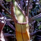 Die Kannenpflanze Nepenthes macrophylla