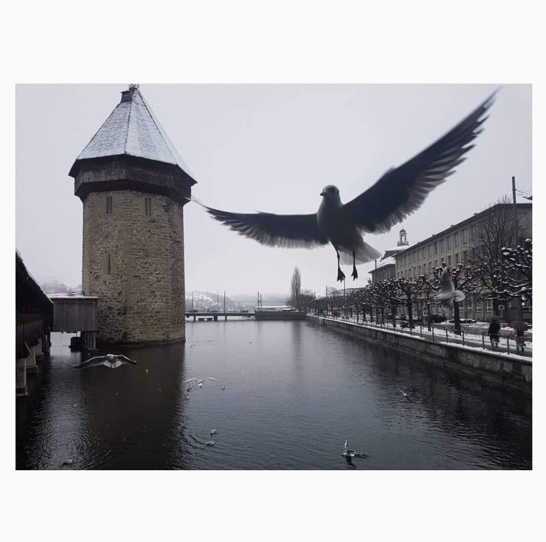 Die Kappellbrücke und der schöne Möve in Luzern