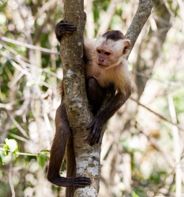 Die Kapuzineraffen in Kolumbien