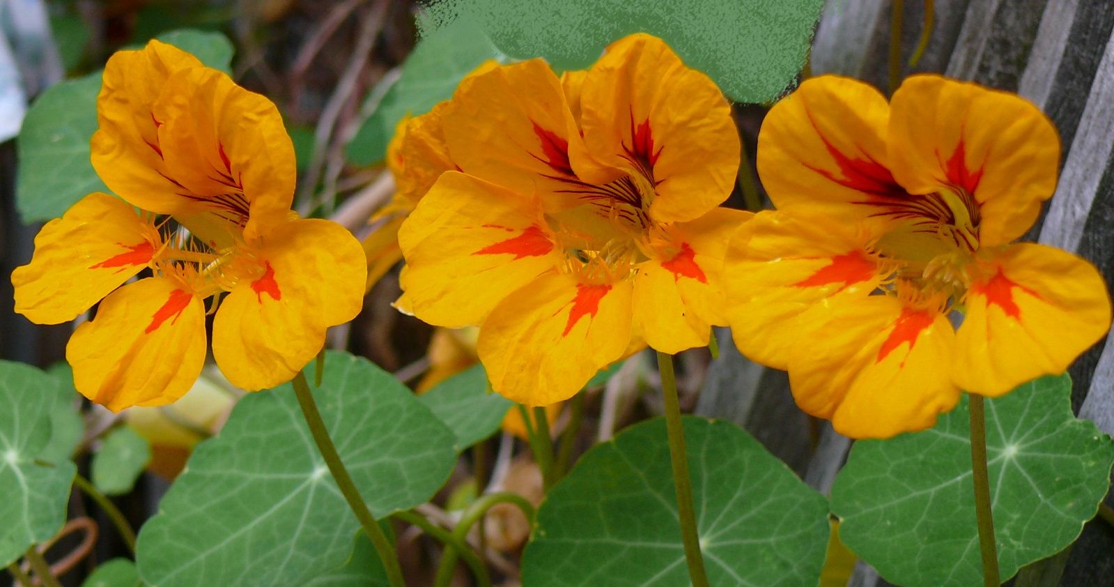 Die KapuzinerkresseBlüten Foto & Bild pflanzen, pilze & flechten