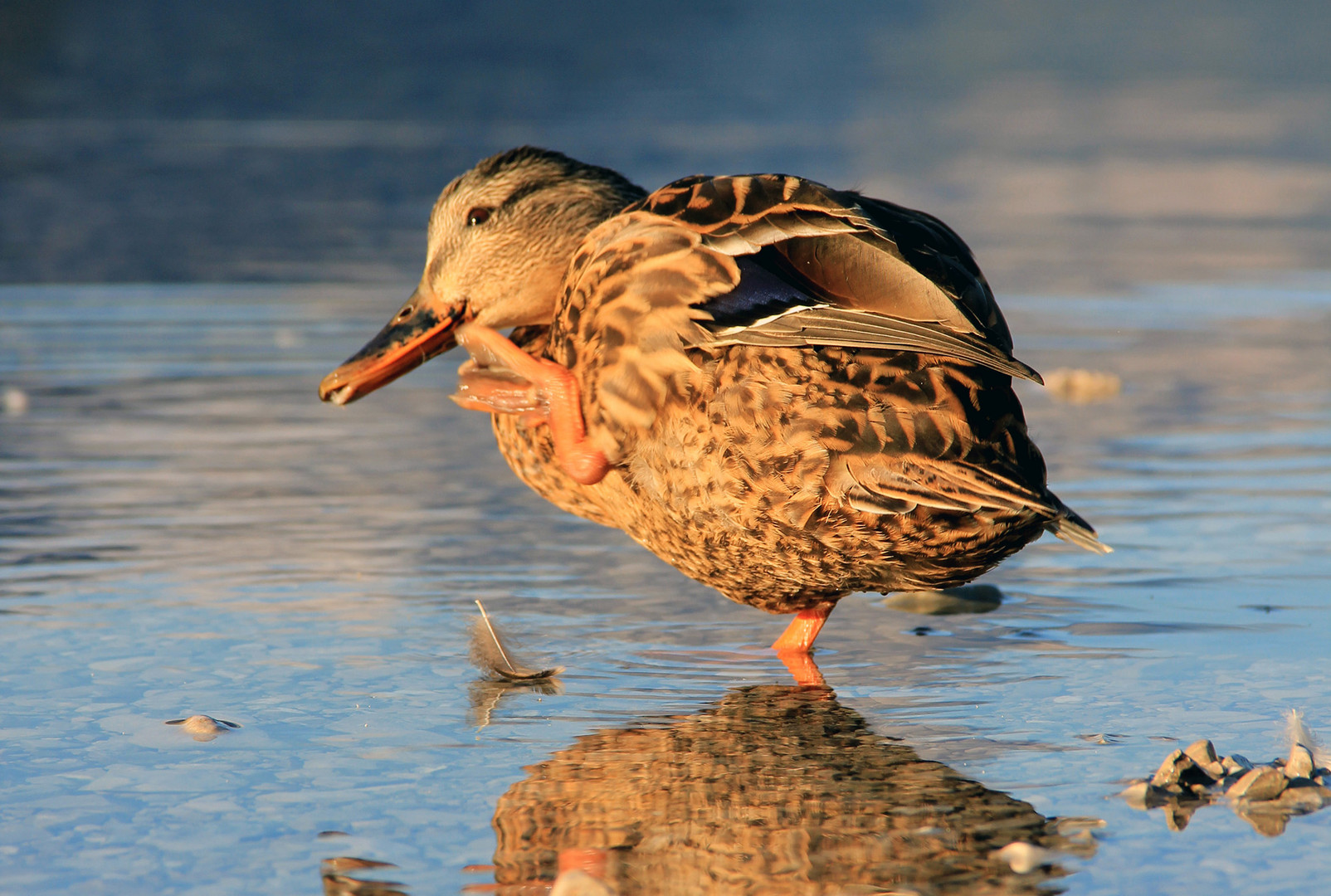 Die Karate-Ente