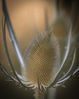 Die Karde vor der Blüte