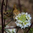  Die Karden-Sonneneule....... (Heliothis viriplaca)