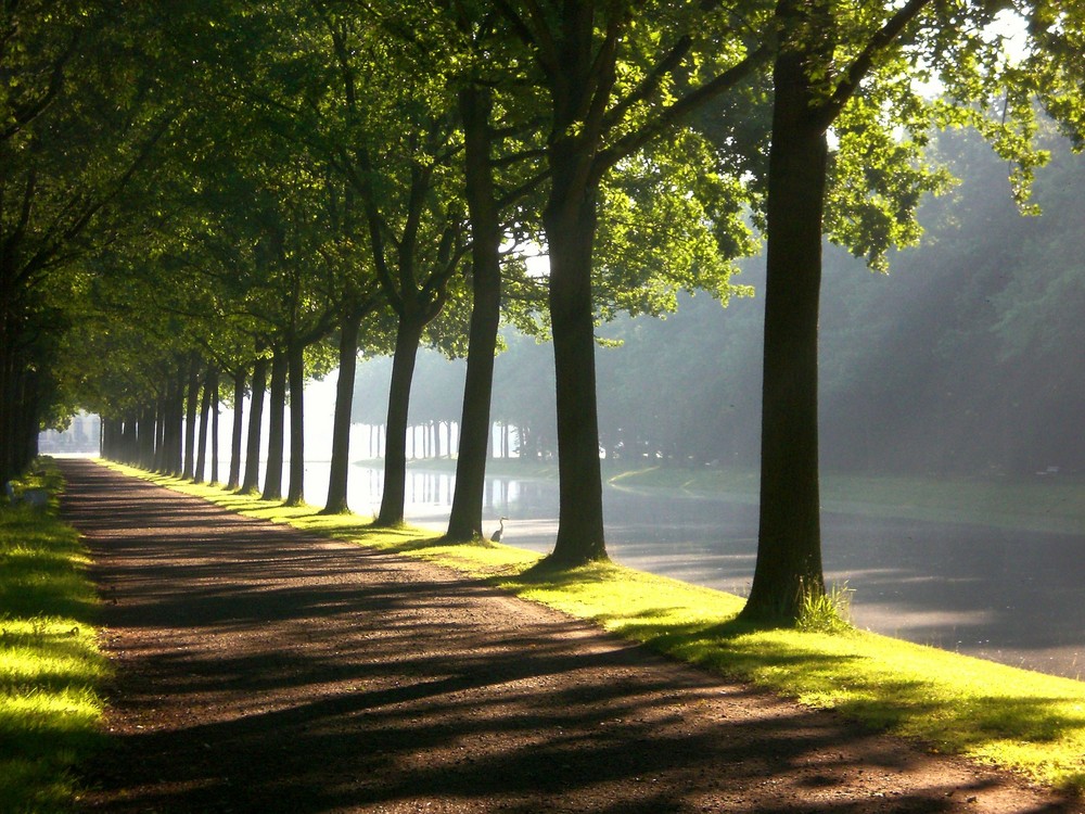 Die Karlsaue im Juni 2008 am frühen Morgen