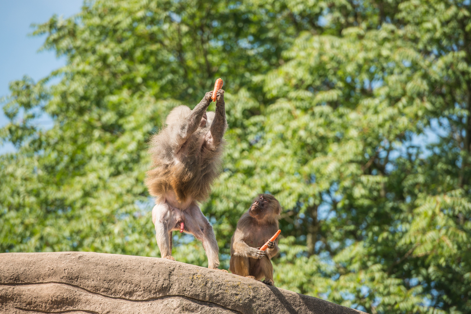 Die Karotte und der Affe