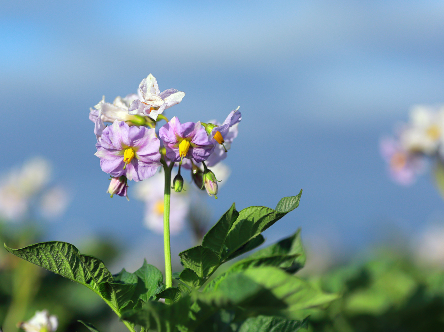 Die Kartoffelblüte