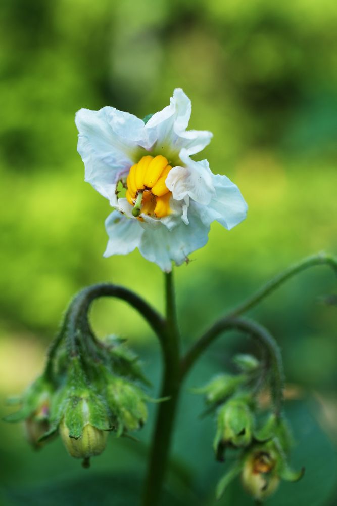 Die Kartoffelblüte