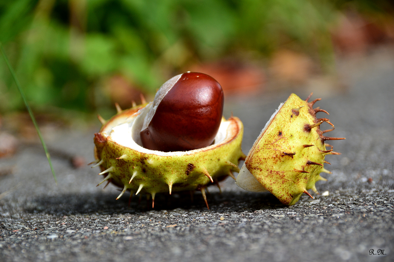 Die Kastanie Foto & Bild jahreszeiten, herbst, natur Bilder auf