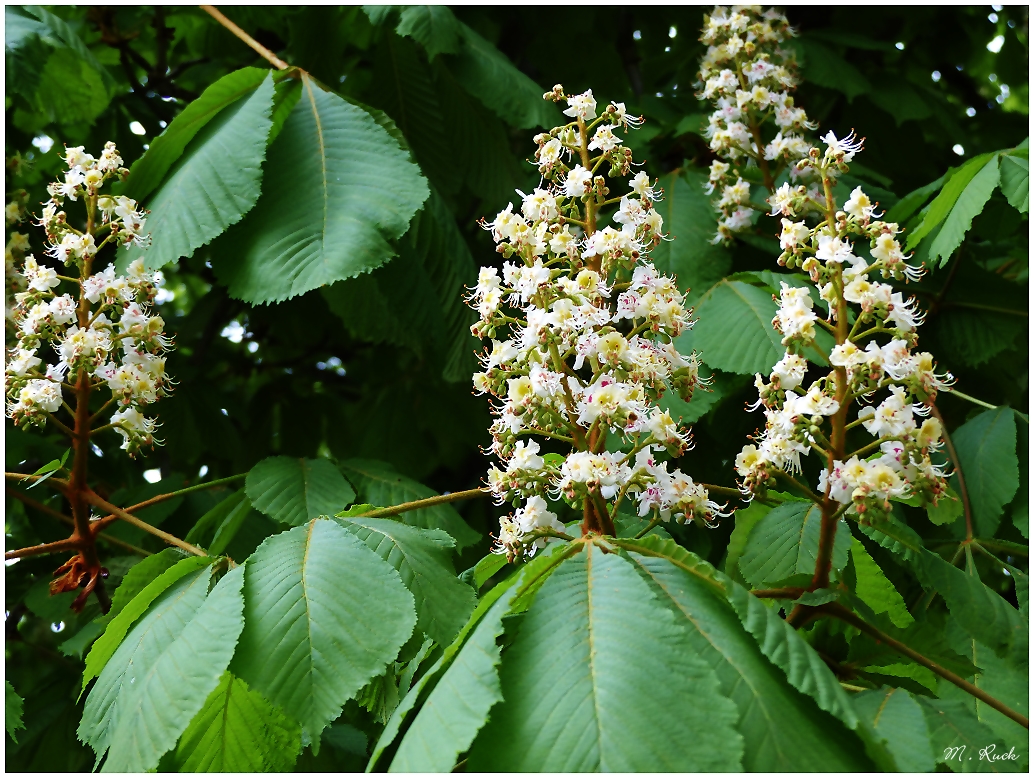 Die Kastanien Blüte beginnt , Foto & Bild frühling, natur, pflanzen