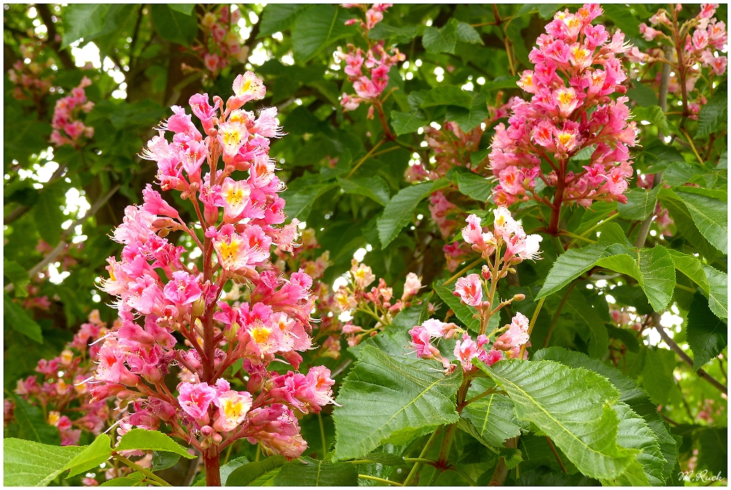 Die Kastanien stehen in voller Blüte ,